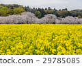 Rape flowers and cherry blossoms of the Saitobaru Kofun 29785085
