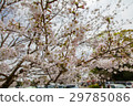 Cherry blossoms of Saitohara ancient tomb 29785086