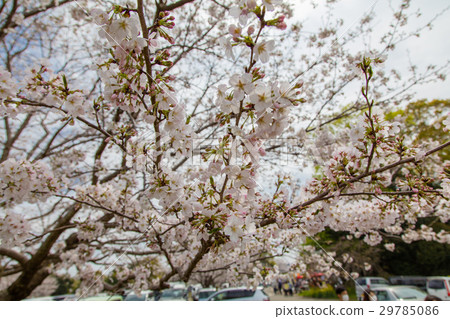 Saitohara古墓的櫻花 Saitohara古墓的櫻花 29785086