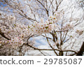 Cherry blossoms of Saitohara ancient tomb 29785087