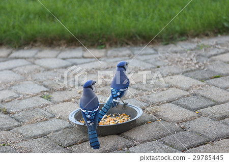 藍鳥藍傑伊藍色連衣裙 藍鳥藍傑伊藍色連衣裙 29785445