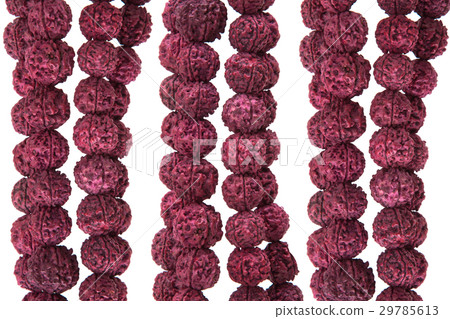 Seeds of the sacred Rudraksha tree 29785613