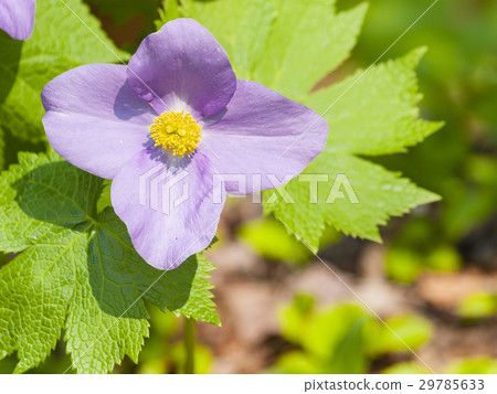 Shiranea oi (horizontal composition) 29785633