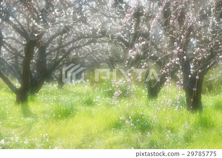 Fresh green plum forest Fresh green plum forest 29785775