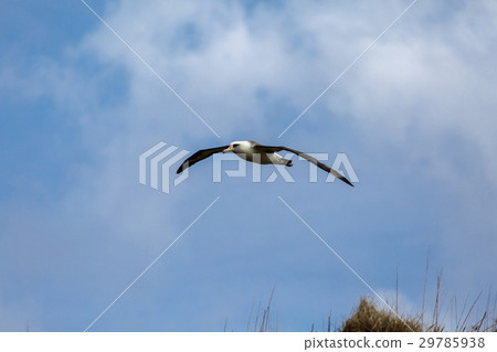 A flying flying flying sky 29785938