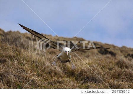 A flying flying flying sky 29785942