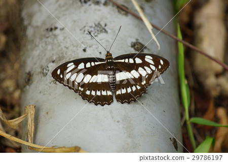 White three-line butterfly White three-line butterfly 29786197