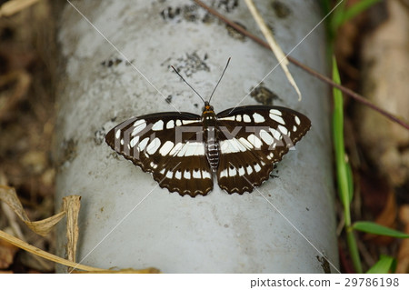 白三線蝶 29786198