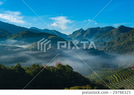 Beautiful Sunrise and mist at tea plantation field Beautiful Sunrise and mist at tea plantation field 29786325