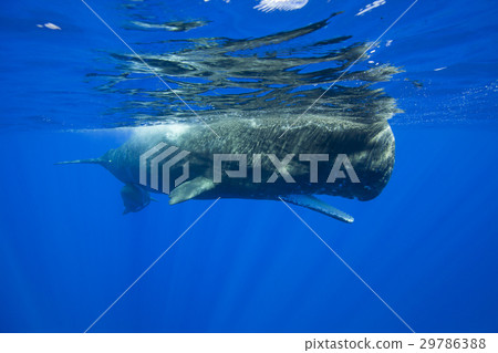 Sperm whale Sperm whale 29786388