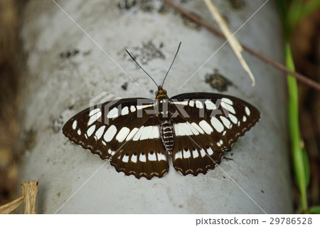 玄珠帶蛺蝶 29786528