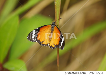 Birch butterfly Birch butterfly 29786531