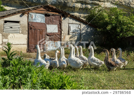 Flock of domestic geese on the green lawn near Flock of domestic geese on the green lawn near 29786568
