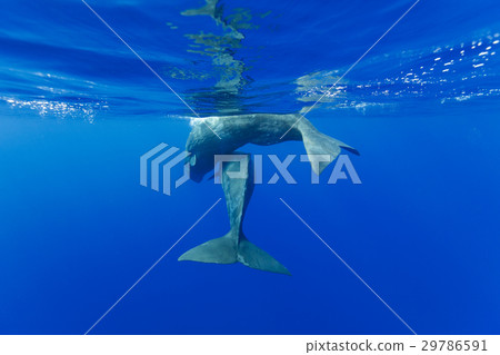A child of a sperm whale swimming with friends 29786591