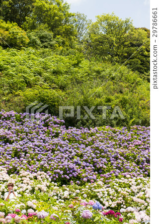 Hydrangea at Hara Hot Springs Hydrangea at Hara Hot Springs 29786661