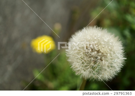 蒲公英 蒲公英 29791363