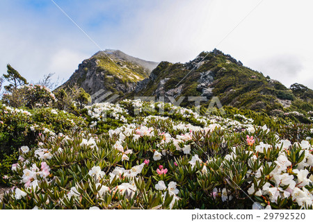 玉山北峰後花園 29792520