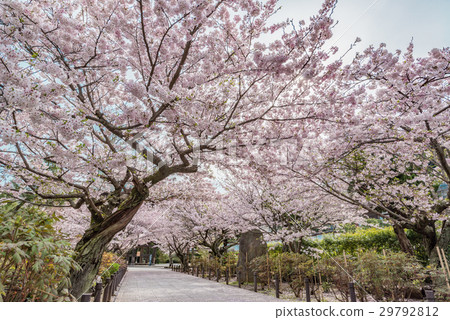 Cherry blossom tunnel 29792812