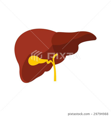 Liver icon, flat style 29794988