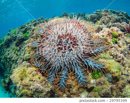 棘冠海星 29795399