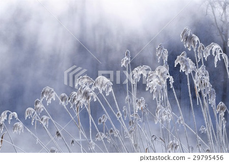 北海道·富良野·鳥居沼氣公園·早晨在冰點以下30度·可以從沼澤地進入的風暴和蘇蘇 29795456