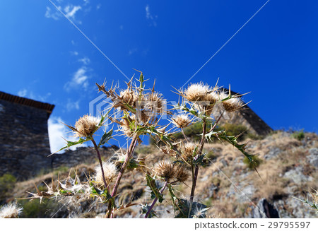 Cirsium vulgare in the autumn Cirsium vulgare in the autumn 29795597