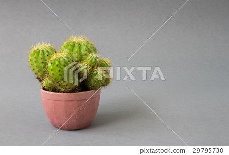 Green cactus on grey background Green cactus on grey background 29795730