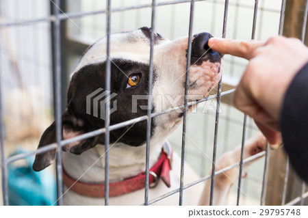 Close up of dog bulldog in a cage. Close up of dog bulldog in a cage. 29795748