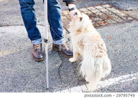 owner caressing gently her dog owner caressing gently her dog 29795749