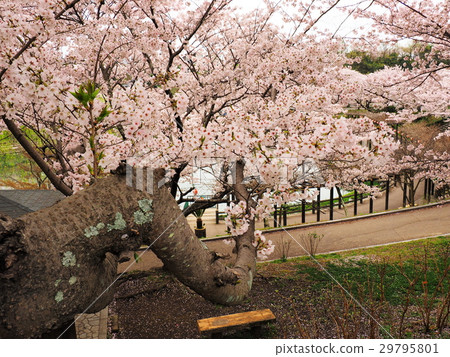 Fuchu park after the cherry blossom season 29795801