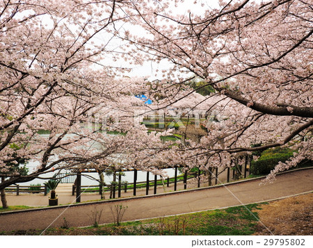 櫻花季節後的府中公園 櫻花季節後的府中公園 29795802