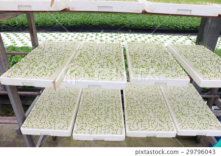 Hydroponic cultivation, vegetable seedling just budded 29796043