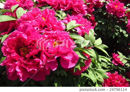 Peony flower 29796114