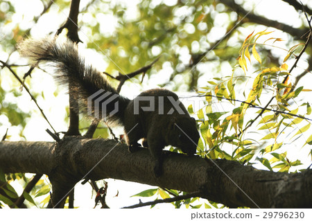 松鼠 松鼠 29796230