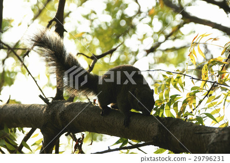 松鼠 松鼠 29796231