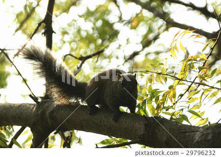 squirrel squirrel 29796232