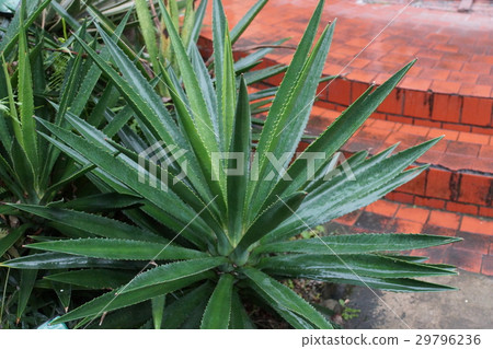 厚葉鳳梨 29796236