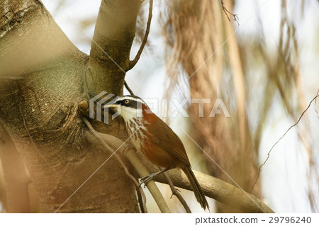 小彎嘴畫眉 29796240