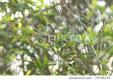 Shrike Shrike 29796243