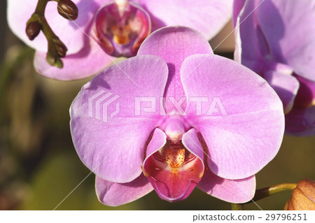 蘭花 29796251
