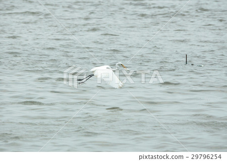 大白鷺 29796254