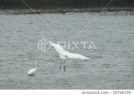 大白鷺 29796256
