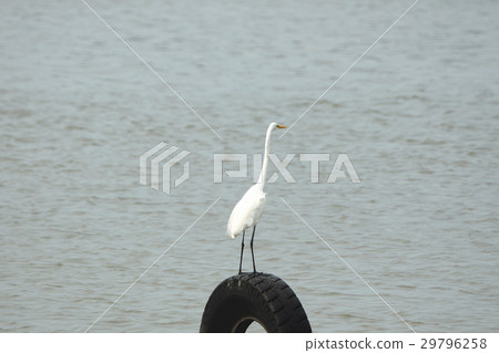 大白鷺 29796258