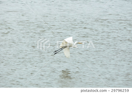 大白鷺 29796259