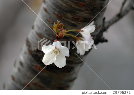 櫻桃樹 29796271