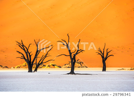 Dead Camelthorn Trees and red dunes in Deadvlei 29796341