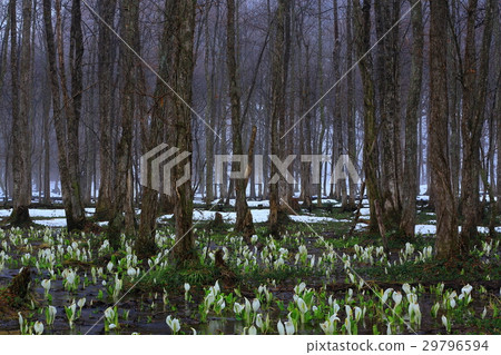 Akita prefecture Suhinori moorland Akita prefecture Suhinori moorland 29796594