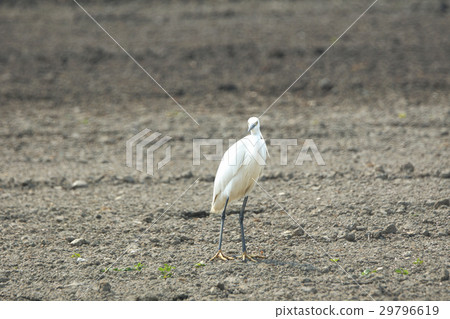 小白鷺 小白鷺 29796619