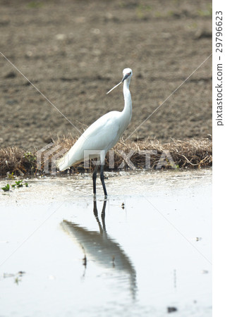 小白鷺 29796623