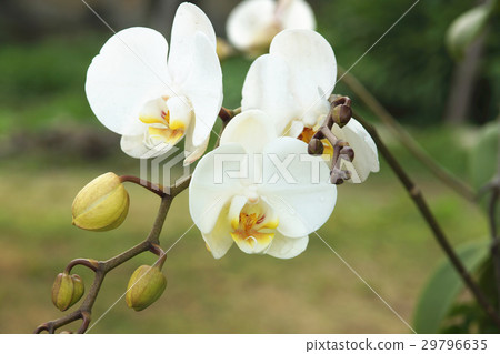 蘭花 蘭花 29796635